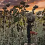 Полеглі захисники і захисниці України на тлі соняшникового поля